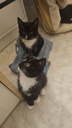 12 Wochen alte Katze Kinder suchen noch