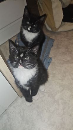 12 Wochen alte Katze Kinder suchen noch