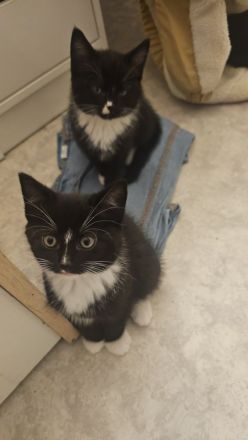 12 Wochen alte Katze Kinder suchen noch