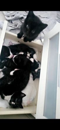 12 Wochen alte Katze Kinder suchen noch