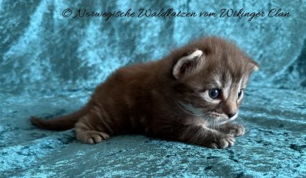 Norwegischen Waldkatzen vom Wikinger Clan