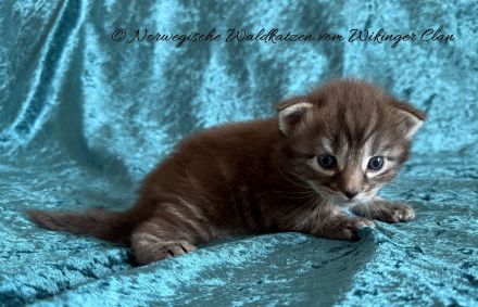 Norwegischen Waldkatzen vom Wikinger Clan