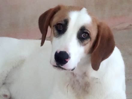 Chuck, männlicher Mischling