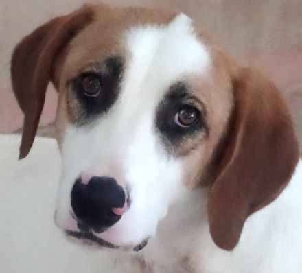 Chuck, männlicher Mischling