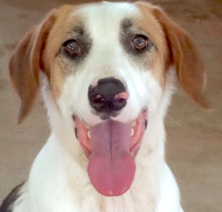 Chuck, männlicher Mischling