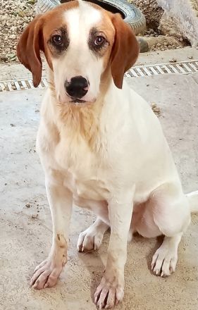 Chuck, männlicher Mischling