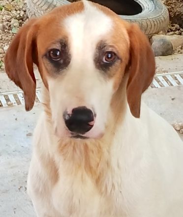 Chuck, männlicher Mischling