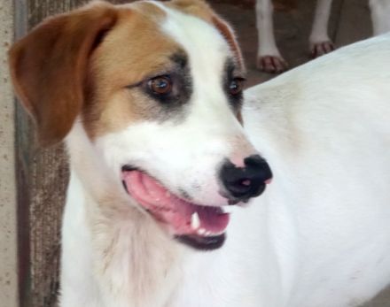 Chuck, männlicher Mischling