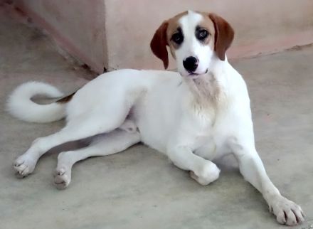 Chuck, männlicher Mischling