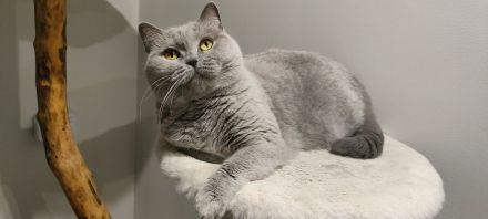 BKH Katzendame sucht liebevolles Zuhause