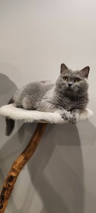 BKH Katzendame sucht liebevolles Zuhause