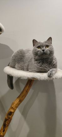 BKH Katzendame sucht liebevolles Zuhause