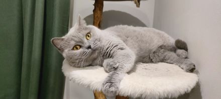 BKH Katzendame sucht liebevolles Zuhause