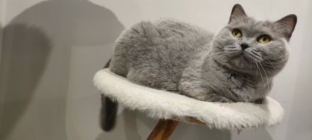 BKH Katzendame sucht liebevolles Zuhause