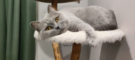 BKH Katzendame sucht liebevolles Zuhause