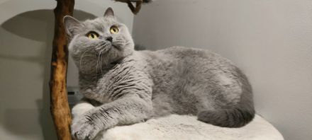 BKH Katzendame sucht liebevolles Zuhause