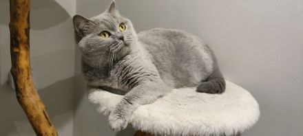 BKH Katzendame sucht liebevolles Zuhause