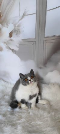 BKH Kitten mit Stammbaum sucht noch ein Zuhause