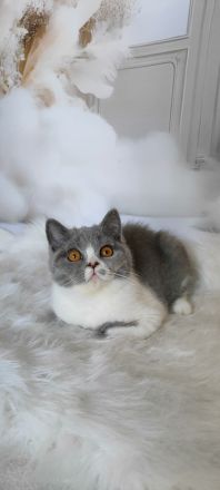 BKH Kitten mit Stammbaum sucht noch ein Zuhause