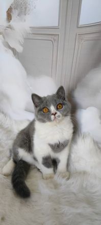 BKH Kitten mit Stammbaum sucht noch ein Zuhause