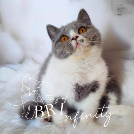 BKH Kitten mit Stammbaum sucht noch ein Zuhause