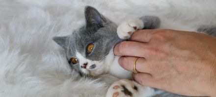 BKH Kitten mit Stammbaum sucht noch ein Zuhause