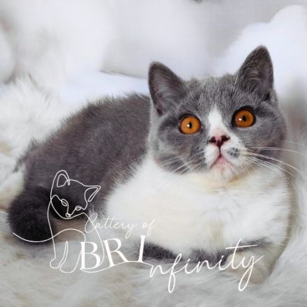 BKH Kitten mit Stammbaum sucht noch ein Zuhause