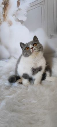 BKH Kitten mit Stammbaum sucht noch ein Zuhause