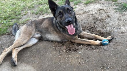 Schäferhund / Malinois Mix