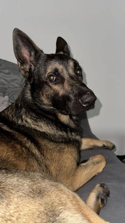 Schäferhund / Malinois Mix