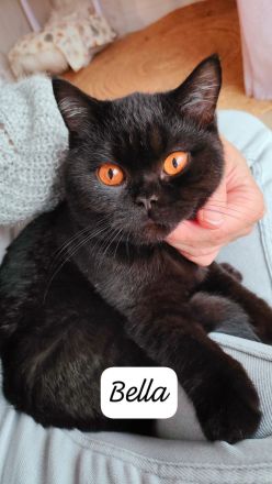 Liebe BKH Katze mit Stammbaum abzugeben