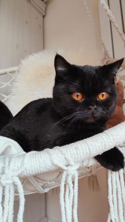 Liebe BKH Katze mit Stammbaum abzugeben