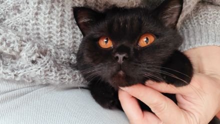 Liebe BKH Katze mit Stammbaum abzugeben