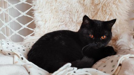 Liebe BKH Katze mit Stammbaum abzugeben