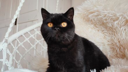 Liebe BKH Katze mit Stammbaum abzugeben