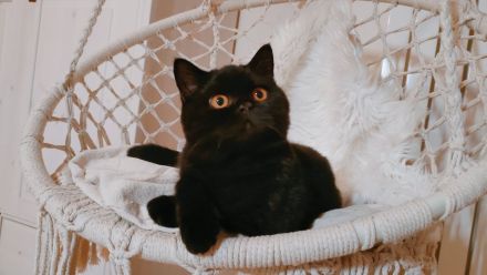 Liebe BKH Katze mit Stammbaum abzugeben