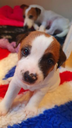 British Jack Russell Terrier (hochläufig)