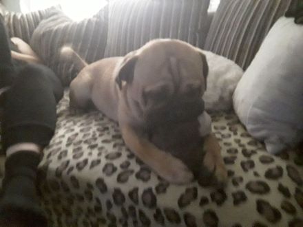 Engländische bulldogge mix sucht Prinzessin zum decken , kein Verkauf!,