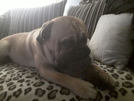 Engländische bulldogge mix sucht Prinzessin zum decken , kein Verkauf!,