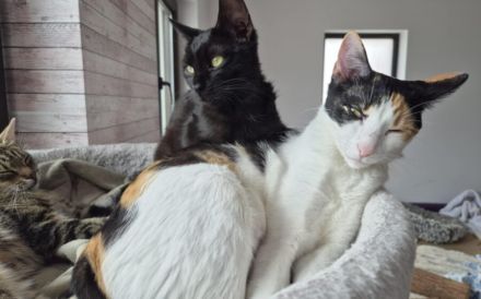 Kali sucht ihr Zuhause!