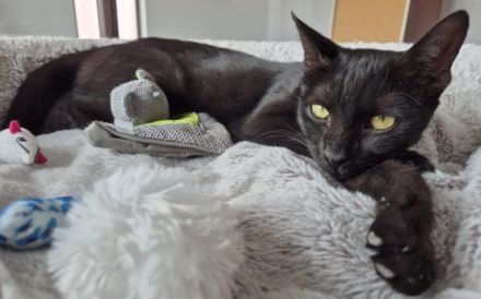 Kali sucht ihr Zuhause!