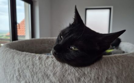 Kali sucht ihr Zuhause!