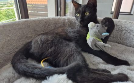 Kali sucht ihr Zuhause!