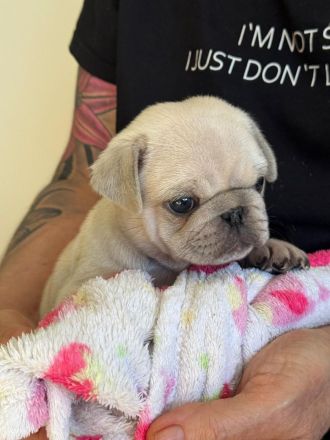 Altdeutsche Mopswelpen