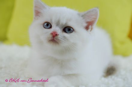 Britischkurzhaarbabys mit Stammbaum