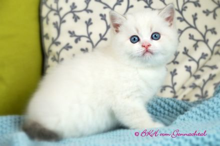 Britischkurzhaarbabys mit Stammbaum