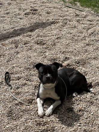 Staffordshire Bullterrier