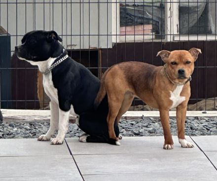 Staffordshire Bullterrier