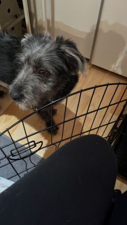 Terrier Mix  Mädchen 7 m.