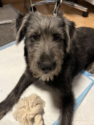 Terrier Mix  Mädchen 7 m.